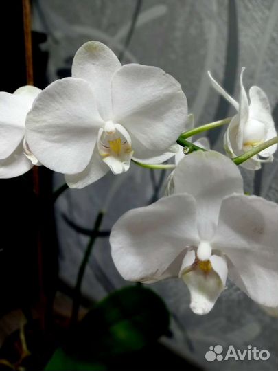 Орхидея фаленопсис