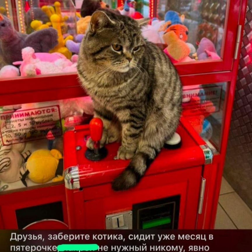 Кот шотландец