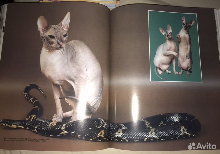 Энциклопедия Кошки. Авитодоставка+