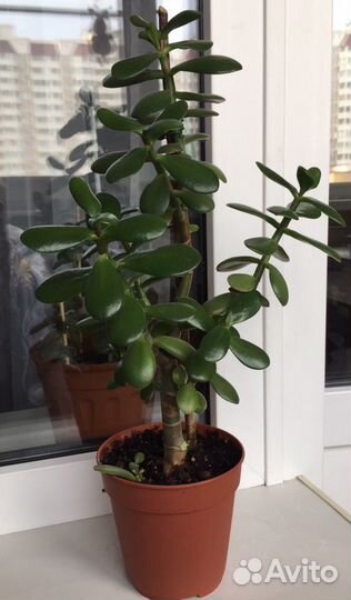 Толстянка денежное дерево