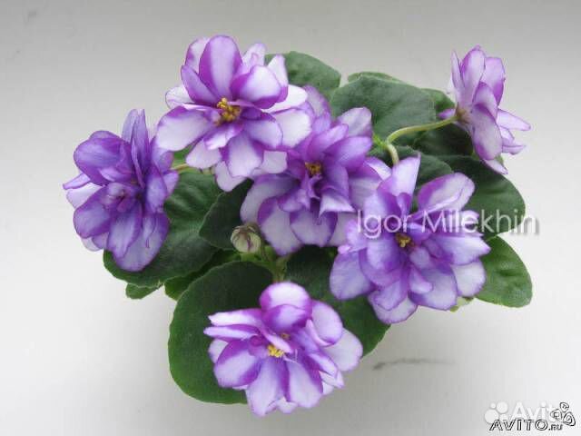 Миниатюрные фиалки для коллекции черенки