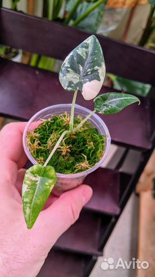 Алоказия махарани вариегатная