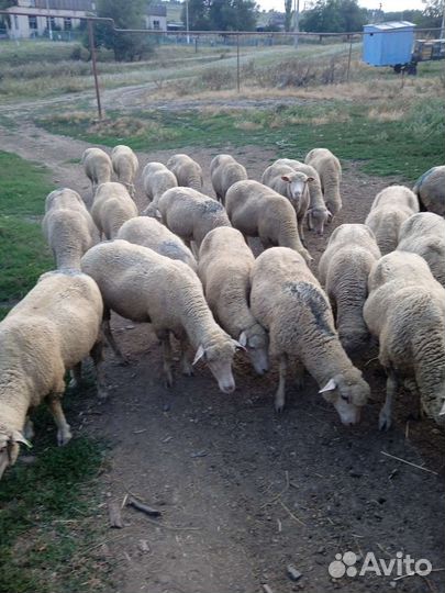 Продам овец