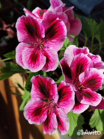 Королевская пеларгония