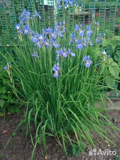 Ирис сибирский