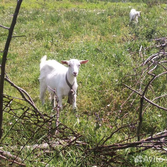 Козлята