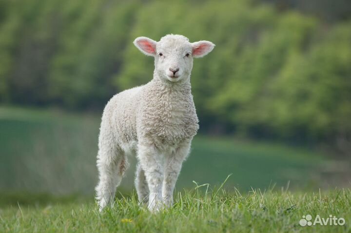 Продаются ягнята