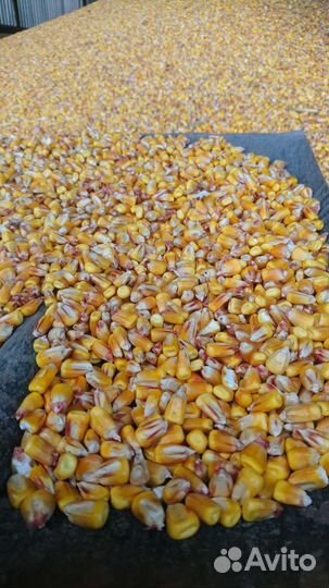 Кукуруза, Влага 13,5