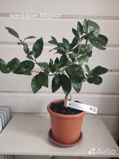 Цитрусовые растения