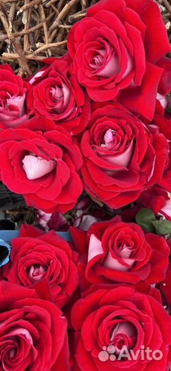 Лепестки красных роз