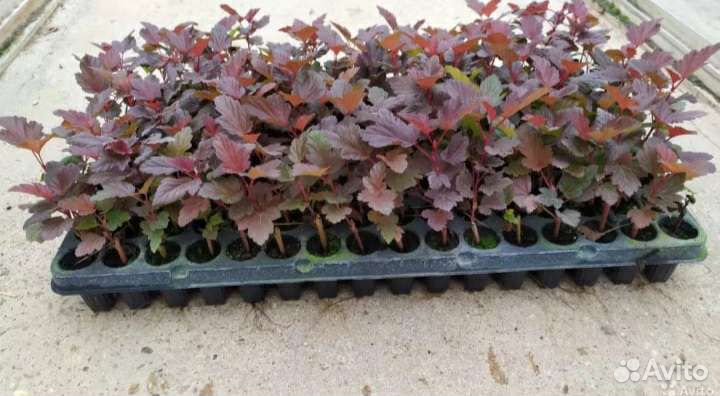 Пузыреплодник калинолистный