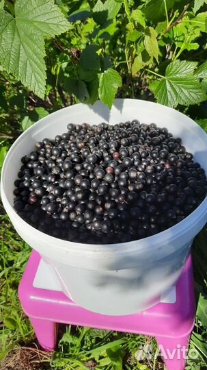 Смородина черная