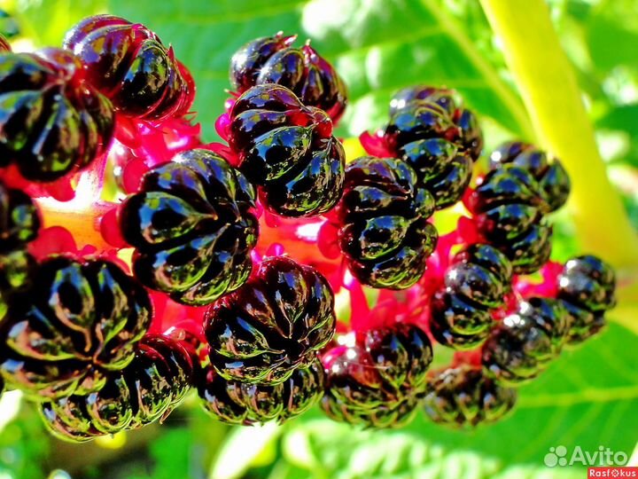 Лаконос Американский.Фитолакка.Семена.Многолетники