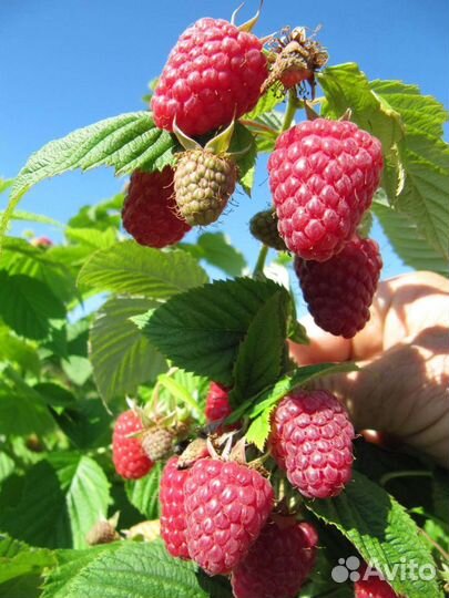 Саженцы малины ремонтатной Геракл