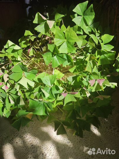 Кислица оксалис