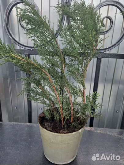 Можжевельник казацкий