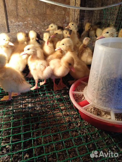 Гусята утята муларды индюшата бройлеры