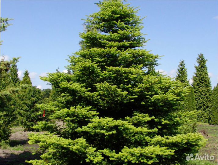 Пихта в ассортименте напрямую из питомника