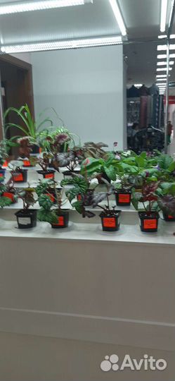 Стрептокарпусы,Эписция,Бегония,фиалки