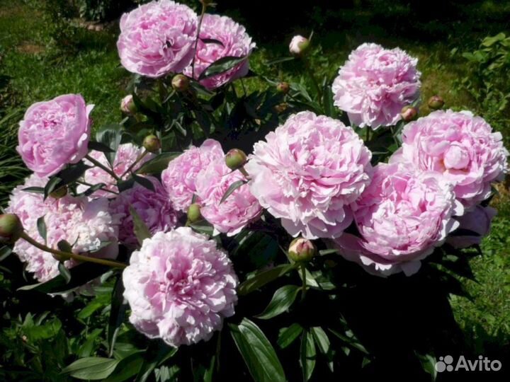 Пионы саженцы Сара Бернар