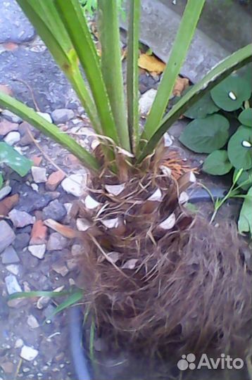 Трахикарпус Форчуна (молодые пальмочки)