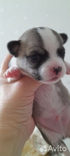 Щенки чихуа