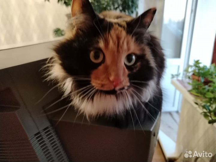 Кошка Люся