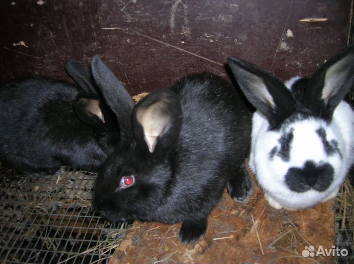 Кролики нпв