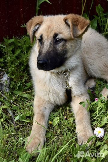 Щенок мальчик Лаки 3,5 мес