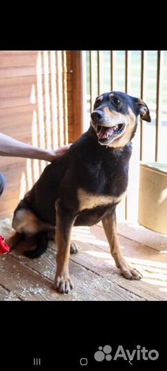 Молодой пёс попал в приют