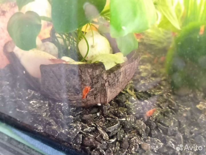 Креветки вишни