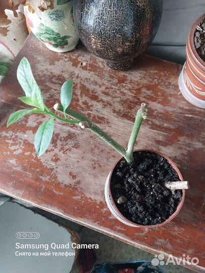 Бругмансия