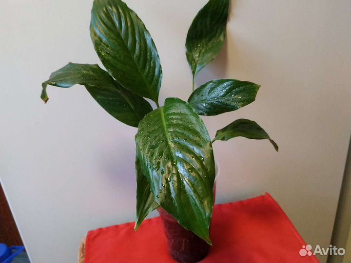 Спатифиллюм