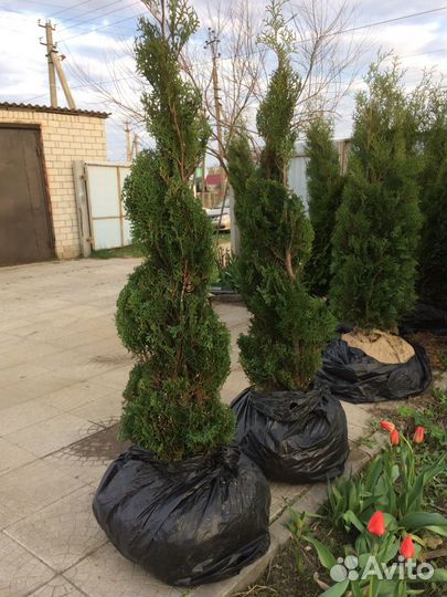 Туя спираль, 2,1-2,2м