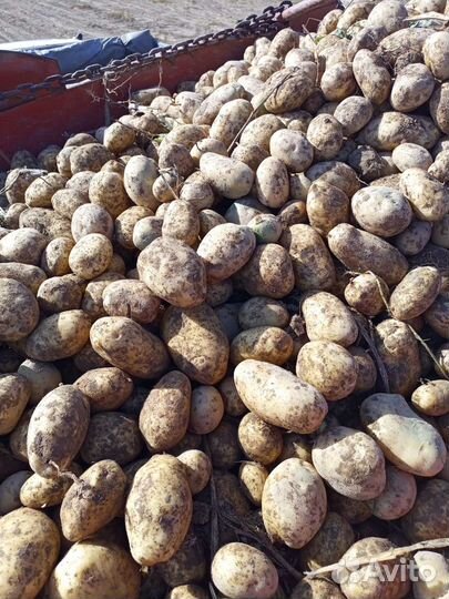 Картофель свежий, 5+ урожай 2023г