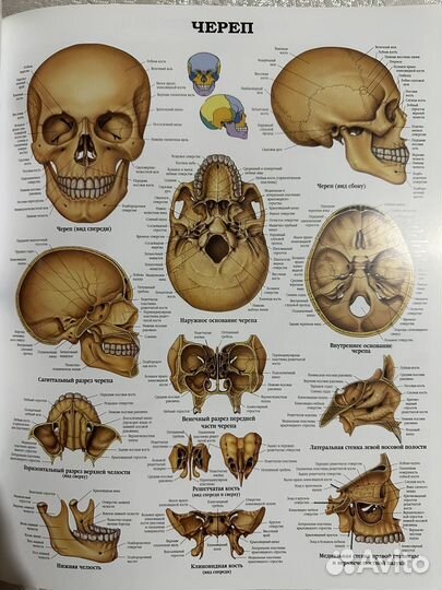 Большой атлас анатомии человека