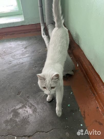 Кошка в добрые руки
