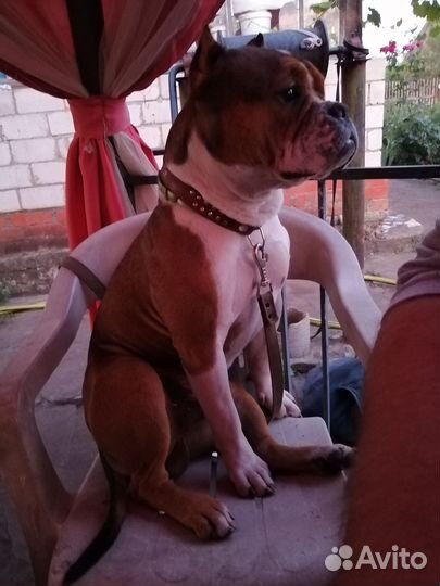 Вязка Американский булли