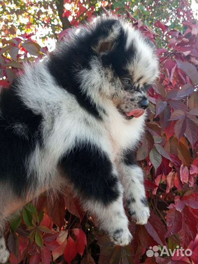 Редкостный красавец