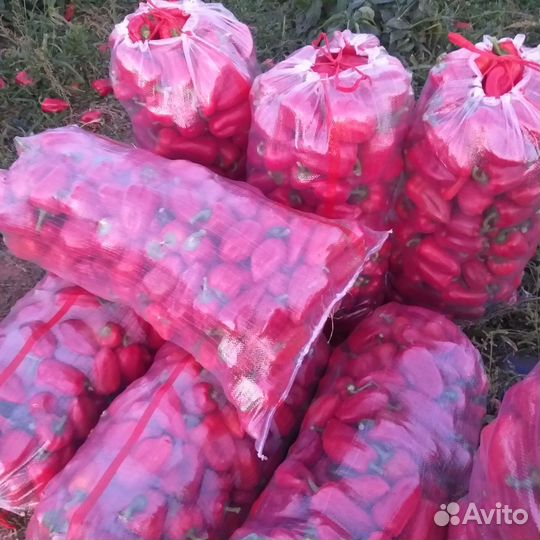 Перец болгарский