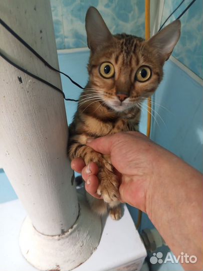 Продам кошечку
