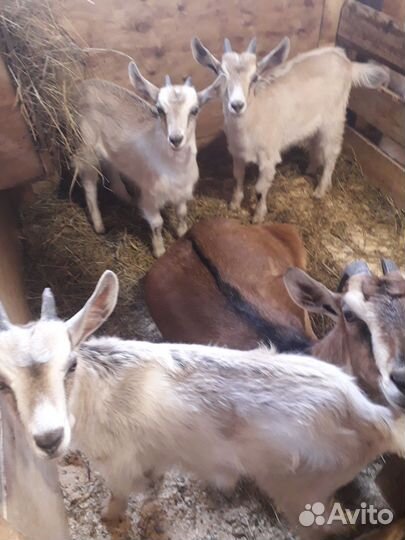Козлята