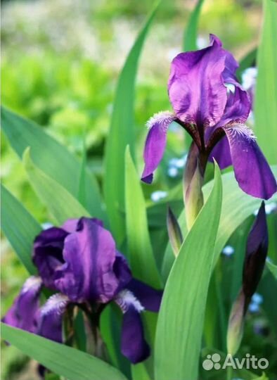 Садовые растения