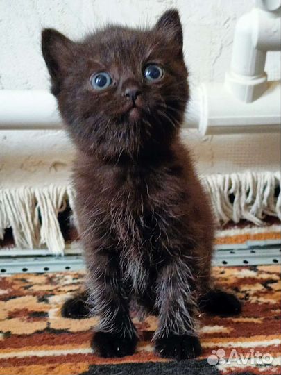 Котята в добрые руки, читайте описание