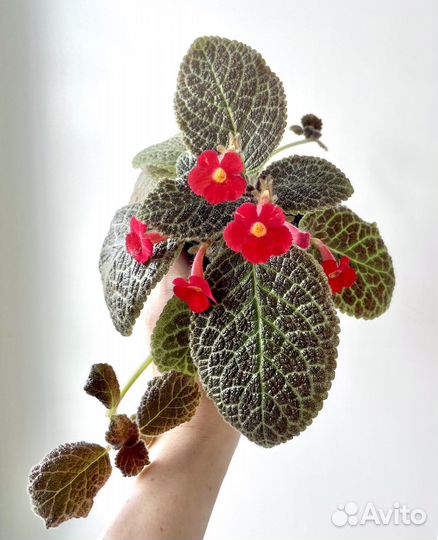 Эписция сортовая Tiger Stripe