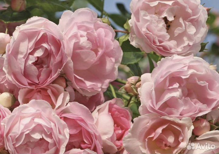 Роза плетистая Жасмина