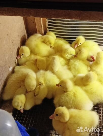 Гусята подросшие Линда