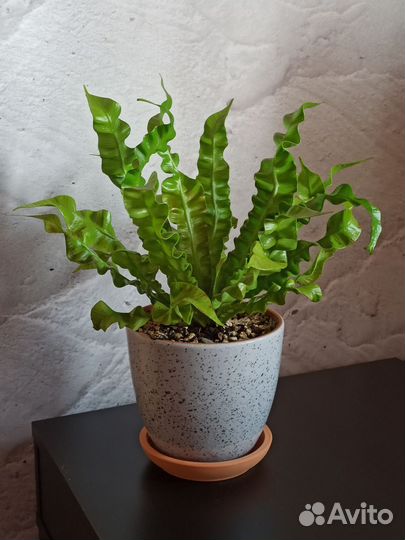 Папоротник Асплениум в керамическом горшке