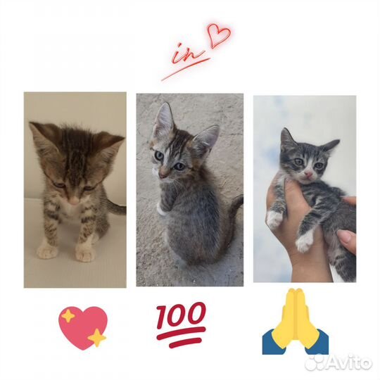 Котята в добрые руки
