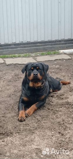 Щенки ротвейлера